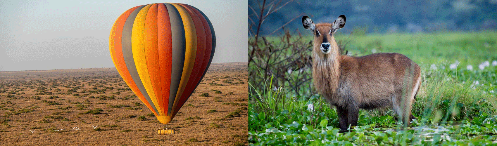 gif of Kenya travel trip