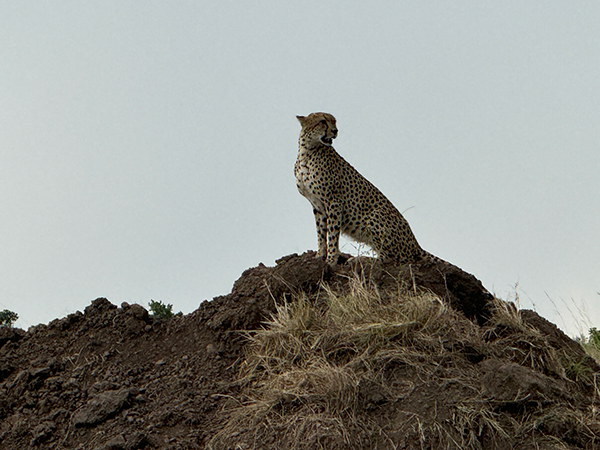 ON THE LOOKOUT 