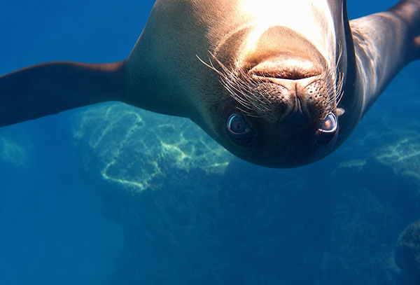 Photo of a Sea Lion