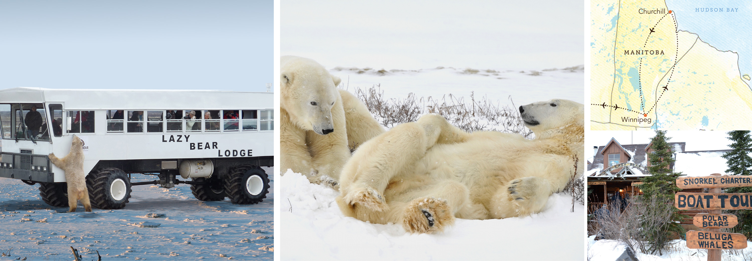 Collage of Polar Bears and Churchill scenery 