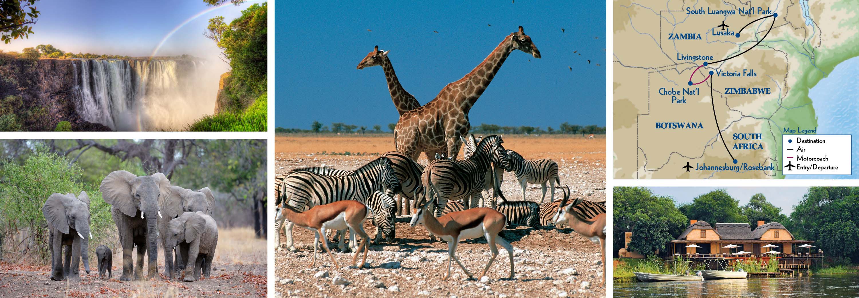 Collage of Africa's Wildlife
