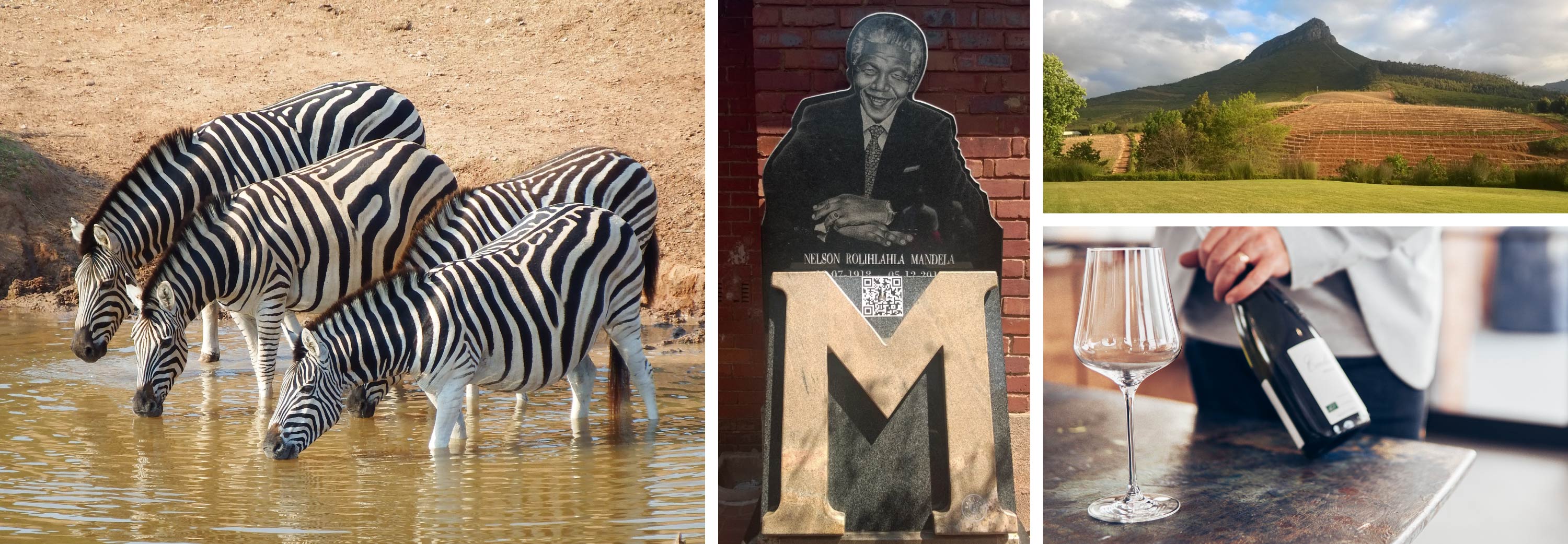 Collage of South Africa wildlife