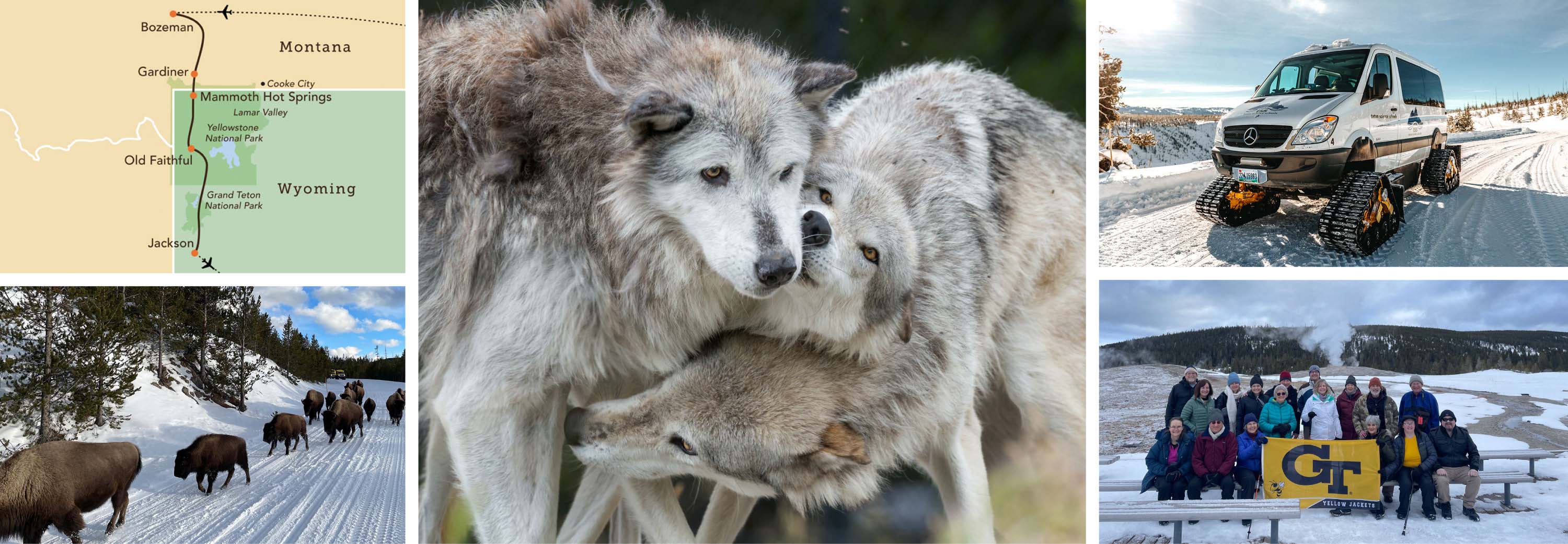 Collage of Yellowstone Wildlife