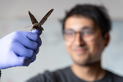 Robot insect model