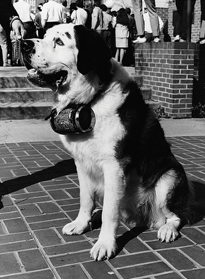 Chai the homecoming dog