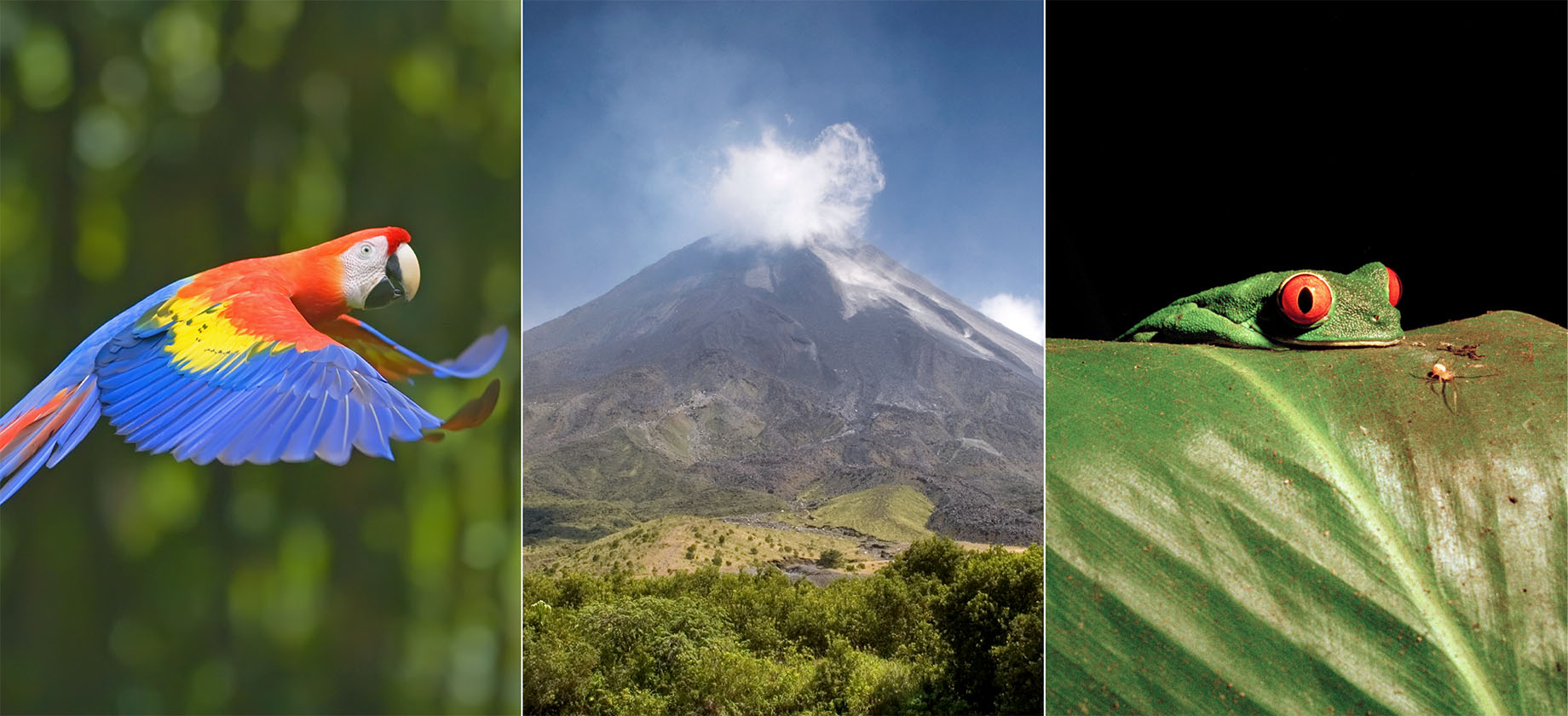 three photos of Costa Rican Wildlife