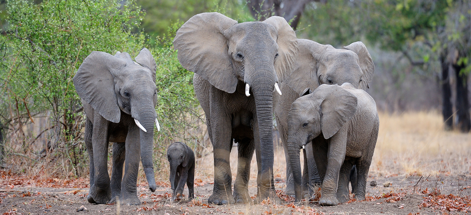 Photo of an elephant herd