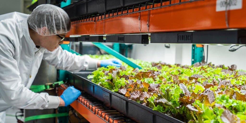 Person working on plants indoors