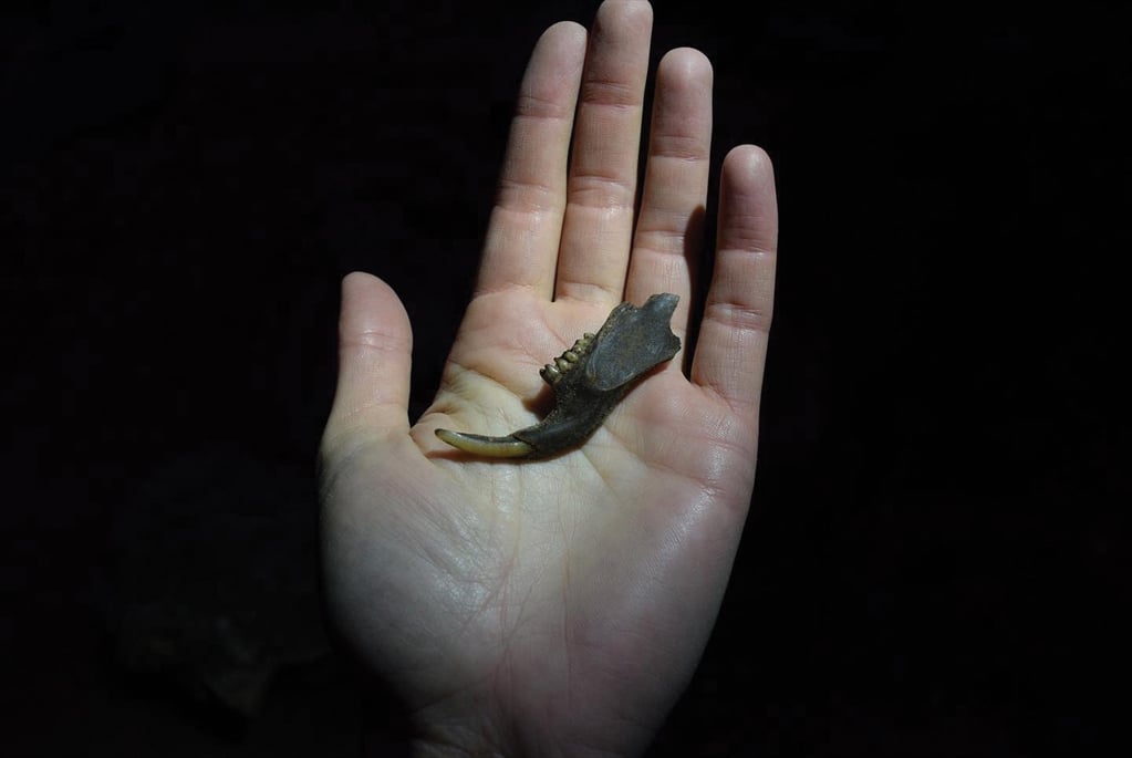 A single human hand is held palm up against a dark background, dimly lit from above. In the center of the palm rests a small, dark bone fragment, possibly a lower jawbone, with two small visible teeth and one projecting incisor.