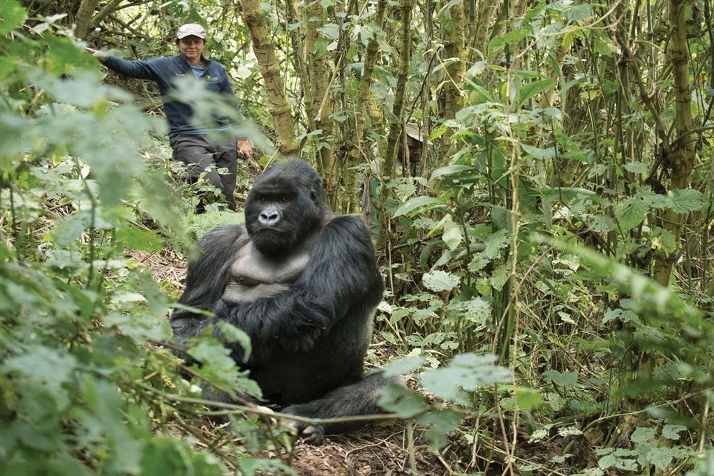 Dr. Tara Stoinski pictured with a gorilla