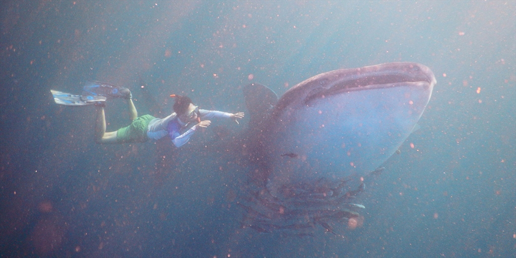 Man swimming with White Sharks